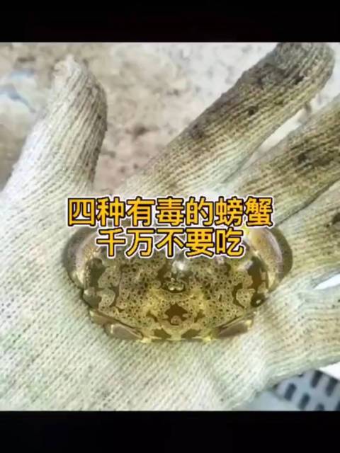 4种有毒的螃蟹千万不能吃