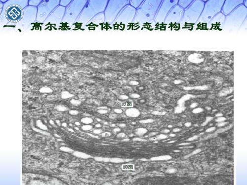 内膜系统-高尔基复合体