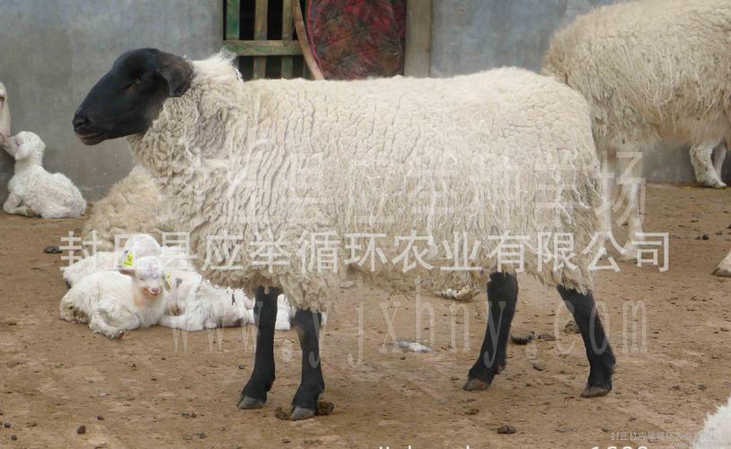 河南封丘种羊场售杜泊绵羊,种羊,怀孕羊,羔羊