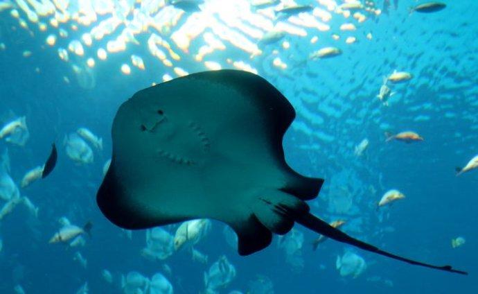 鬼蝠魟  俗称魔鬼鱼,但却性情温驯.