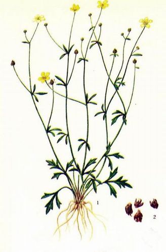 猫爪草功效与作用