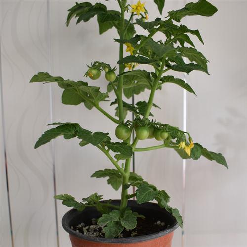 阳台种菜小西红柿圣女果楼顶蔬菜种植家庭阳台菜盆栽天台阳台菜