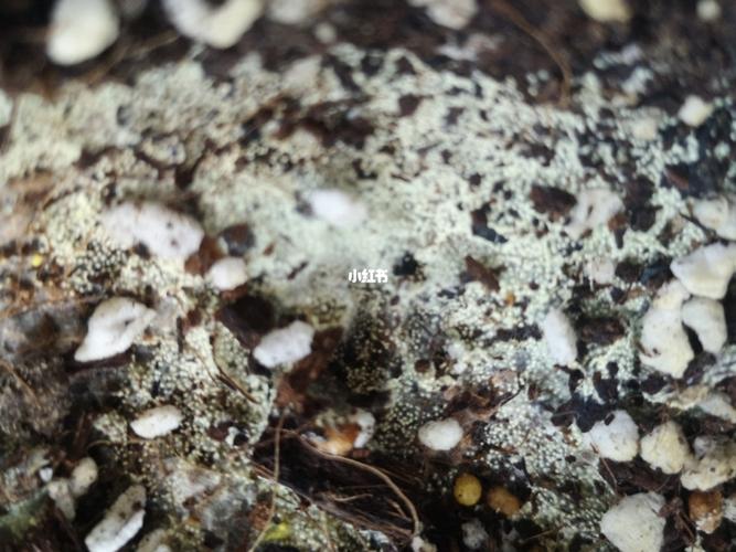 求救,是虫卵吗?_绿植_我爱绿植_家居家装_家居装饰