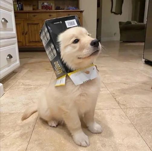 动物头像:1125可爱狗狗萌宠动物头像