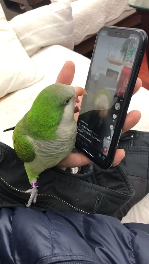 养一只绿和尚鹦鹉是一种什么样的体验