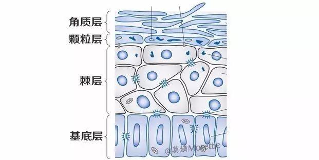 来看一下皮肤的结构示意图