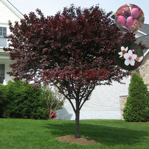 雅澈正宗绿化紫叶李紫叶李树紫叶李子红叶李子木现挖