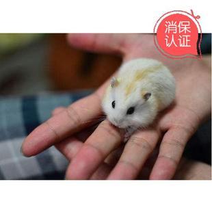 重庆金狐奶茶仓鼠活体有公有母自家繁殖甩卖推荐抢购