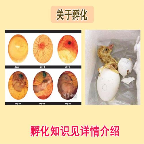 五龙鹅种蛋可孵化高产豁眼鹅大种受精卵蛋种鹅蛋孵化小鹅肉鹅种蛋