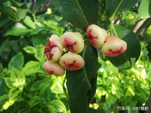 人行道旁的洋蒲桃,好看,这果能吃吗