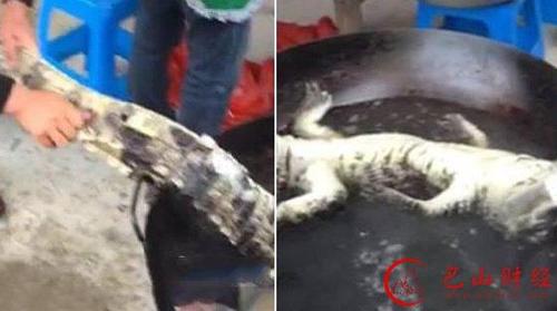 三男子棒杀扬子鳄,手段残忍让人咋舌!
