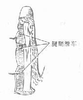 第一节 手的解剖生理特点