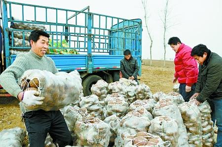 正月初七,襄城县麦岭镇党委书记张清奇就忙活着安排麦田抗旱.