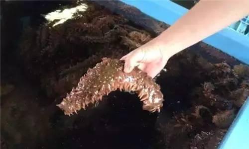 这三种红色的海参,大家有见过吗?