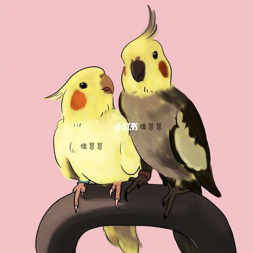 约稿第三弹/玄凤鹦鹉_绘画_文化_绘画