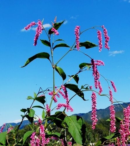 日月峡中草药辣蓼