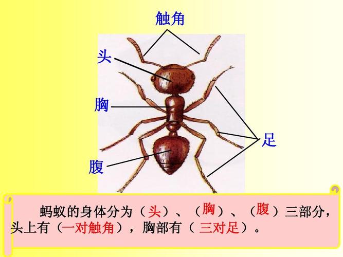 触角 头 胸 足 腹 蚂蚁的身体分为( 头),(胸 ),(腹 )三部分, 头上有