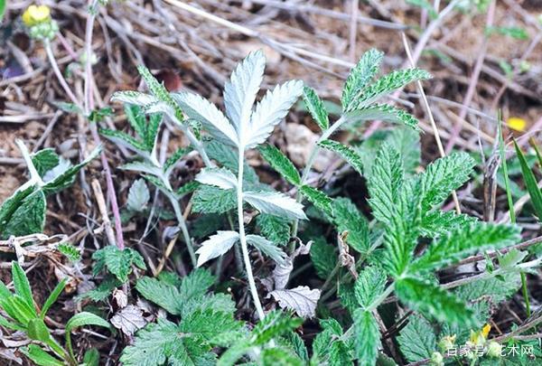 儿时的零食现在的宝,这草名叫"翻白草",以后别再当成