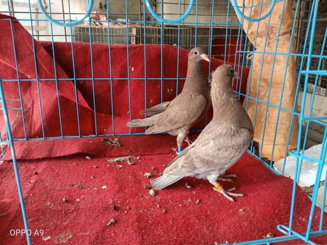 慕利门火凤凰小崽一对,韵达快递发货,鸽子40天龄,包活,保健