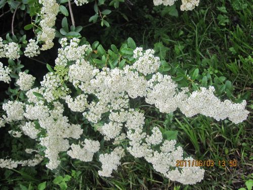 这就是满山满山白花的近照.