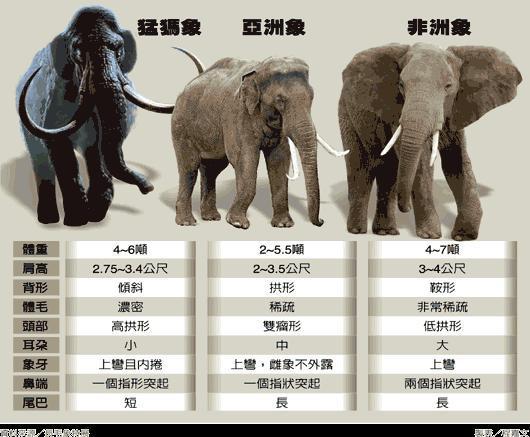 18头大象疑雷击致死这种情况你也可能遇到如何逃生一定要知道