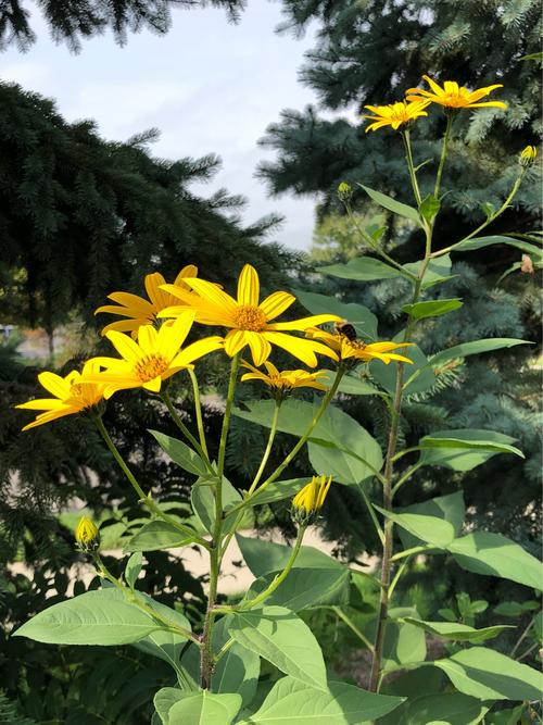 洋姜开花