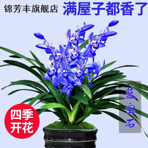 兰花品种大全建兰有香味的兰花苗冬春季开花带花苞花卉绿植盆栽
