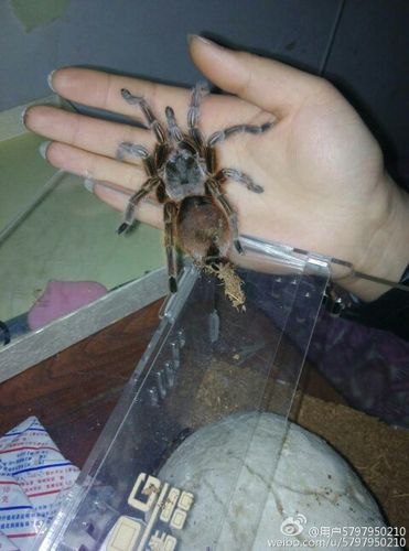 红玫瑰蜘蛛掉地上了,肚子后面流水了,(透明的,以为是尿了)肚子软软的