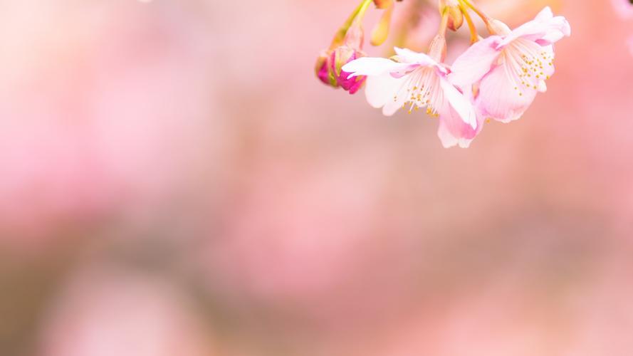 首页 桌面壁纸 植物壁纸 小清新唯美花卉图片高清壁纸 上一张 下一张