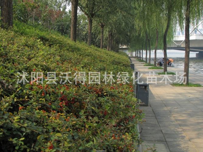 供应绿化苗木绿篱苗 火棘 火棘小苗-花木-园林工程苗木