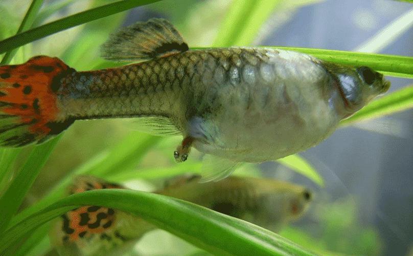 五招判断母孔雀鱼的分娩时间简单准确太厉害了