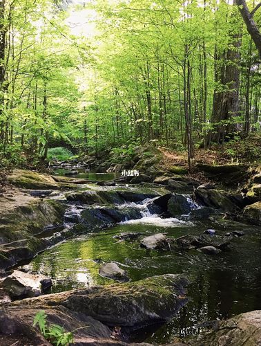 林间溪水_绘画_文化_绘画