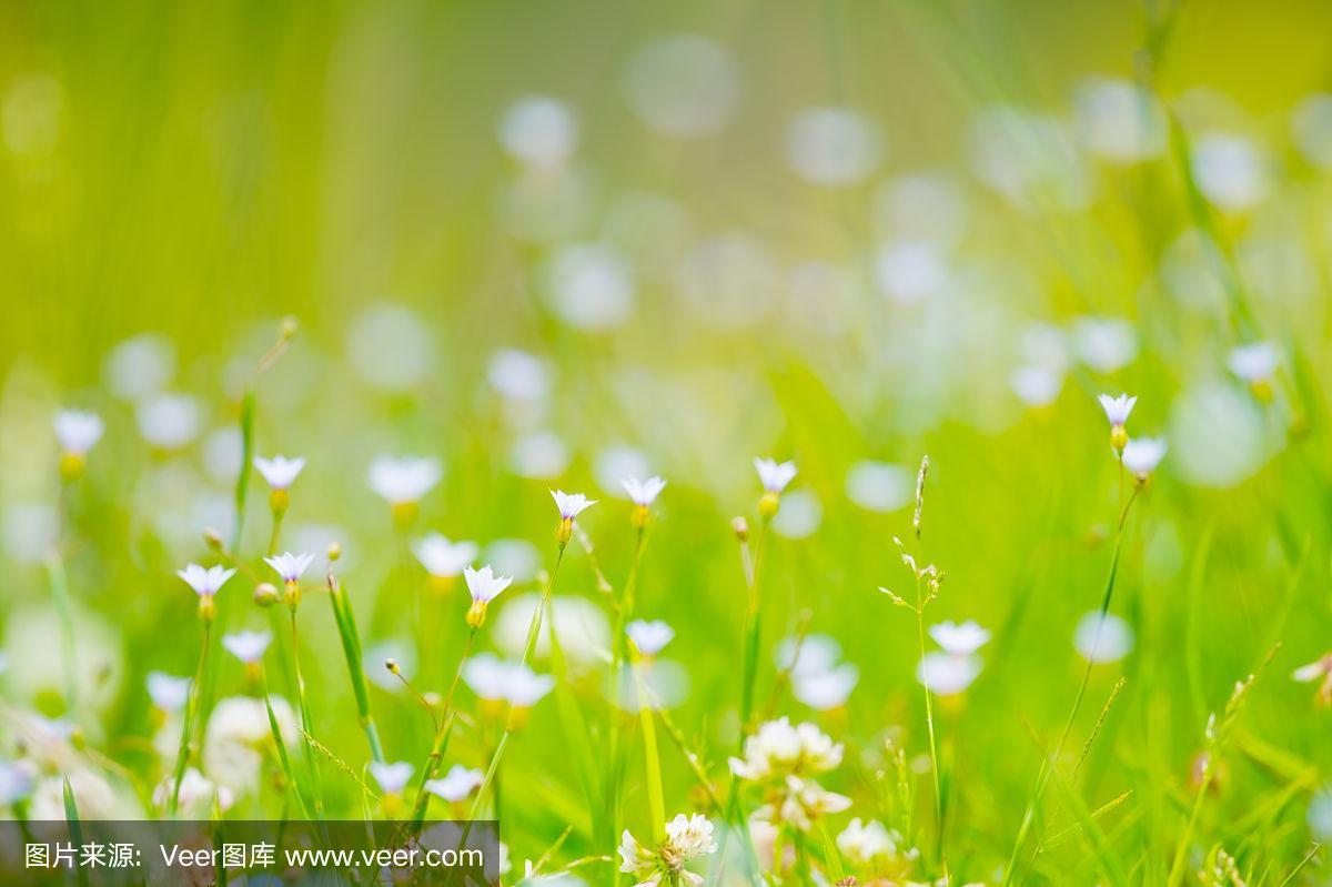 grass widow,草,青绿色,无人,自然