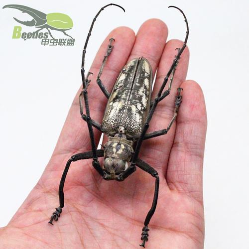 标本斑白白条天牛昆虫独角仙蝴蝶甲虫科普教学其他爬虫