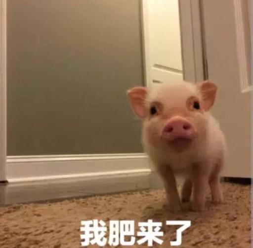 我肥来了 我回来了 - 猪猪表情包,来啊一起吸猪啊_猪