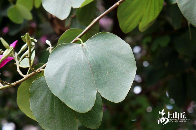 5,紫荆花的叶片有圆形,宽卵形,肾形,但顶端都裂为两半,似羊的蹄甲.