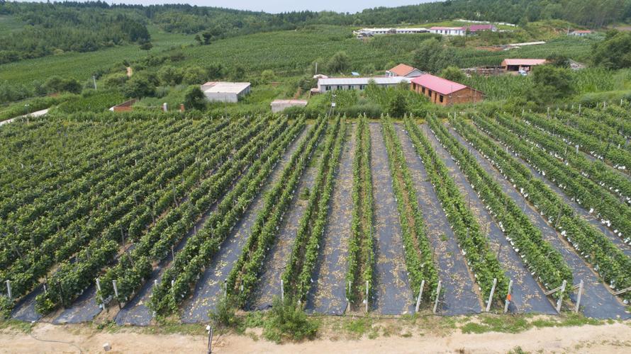 紫藤庄园的葡萄故事