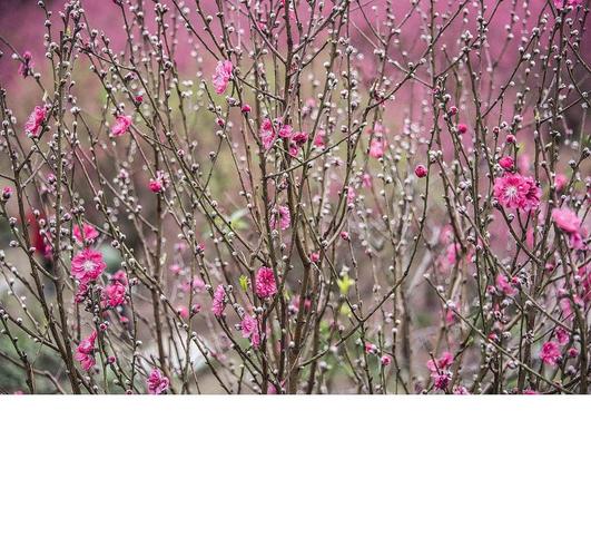 三月桃花红