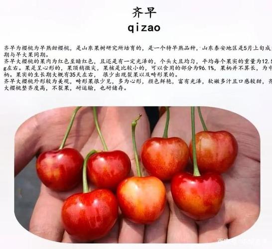 二基地辉煌1-5大樱桃结果树抗寒品种俄罗斯8号樱桃晚熟品种雷杰娜樱桃
