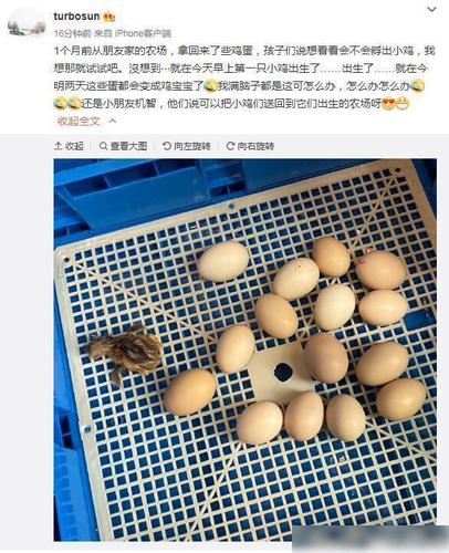 孙俪带娃孵小鸡:最成功的教育不是富养,而是