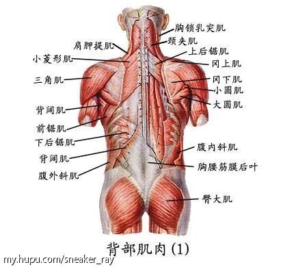 直起腰杆(还是自己起的):主要训练胸腰筋膜后叶(就是后腰).
