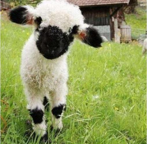 黑脸羊是什么品种黑脸羊的外形和繁殖特点是什么