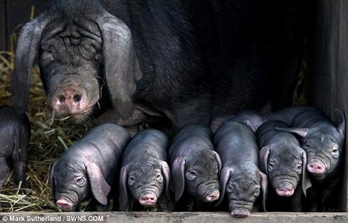 英国降生30年来第一窝梅山猪品种原产中国图