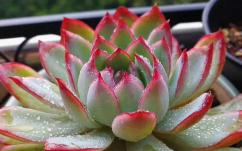 多肉雨燕座一直不爆侧芽确实如此但耐心等或砍头它就能变多头