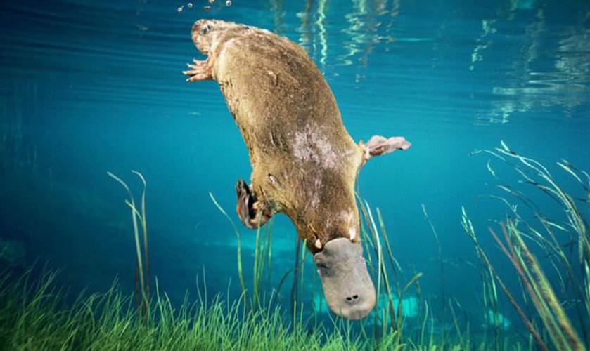 鸭嘴兽 鸭嘴兽是澳大利亚的特有动物,是著名的澳洲吉祥物,从外表上看