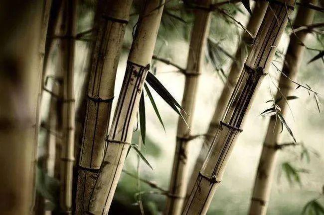 这些拍摄思路,让你拍出有意境的竹|留白|竹子|竹林