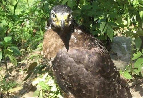 开眼界铜鼓深山采药人,遇到的奇花异草,蛇虫野物