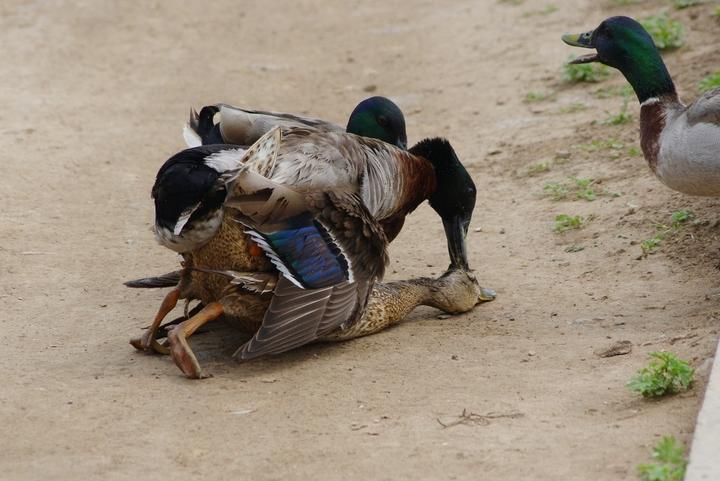野鸭家鸭绿头鸭
