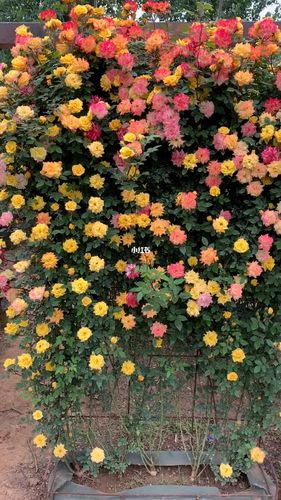 藤彩虹月季爬藤_月季_家居家装_家居装饰