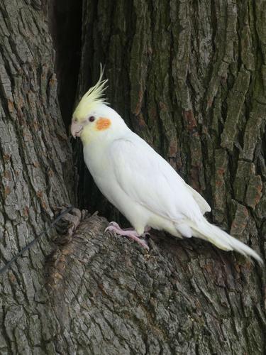白鹦鹉